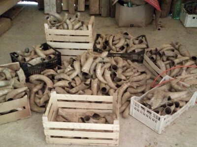 Kravlji rogovi Kravlji rogovi