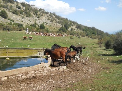 Krda konja i krava na Rakošu