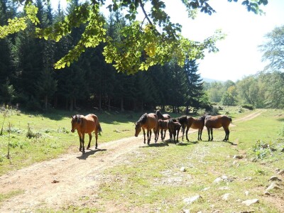 Krda konja i krava na Rakošu