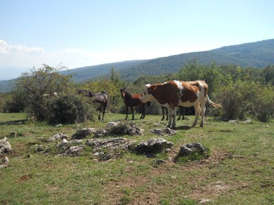 Krda konja i krava na Rakošu