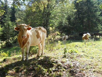 Krda konja i krava na Rakošu
