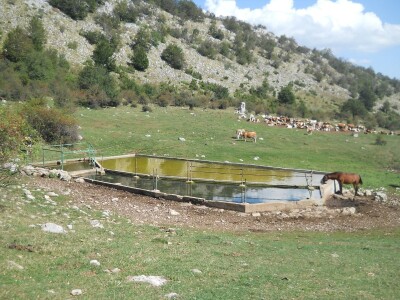 Krda konja i krava na Rakošu