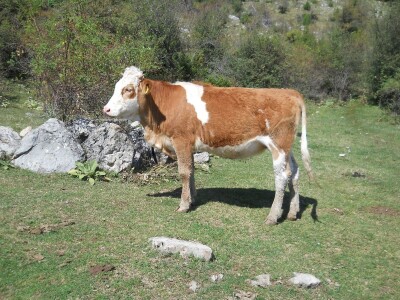 Krda konja i krava na Rakošu