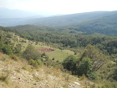 Krda konja i krava na Rakošu