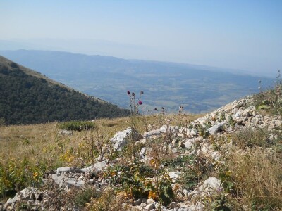 Krda konja i krava na Rakošu