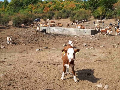 Krda krava i konja bez vode na Suvoj planini