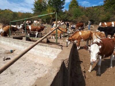 Krda krava i konja bez vode na Suvoj planini