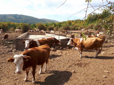 Krda krava i konja bez vode na Suvoj planini