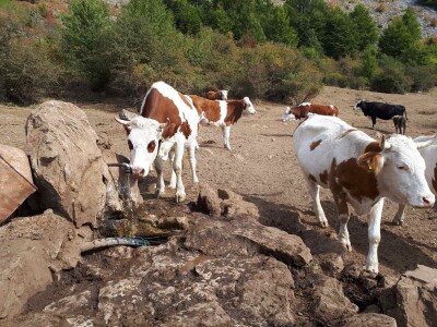 Krda krava i konja bez vode na Suvoj planini