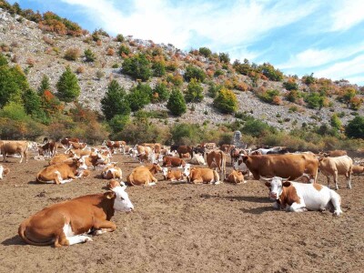Krda krava i konja bez vode na Suvoj planini
