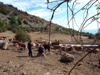 Krda krava i konja bez vode na Suvoj planini