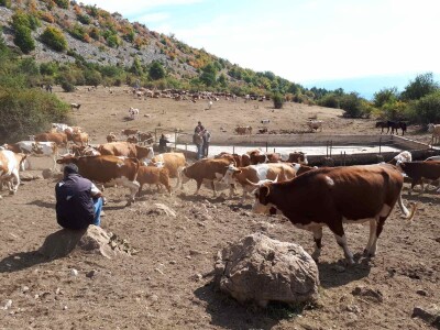 Krda krava i konja bez vode na Suvoj planini