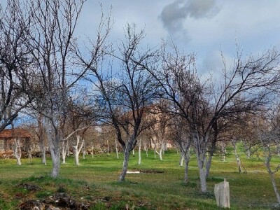 Krečenje voća Krečenje voća