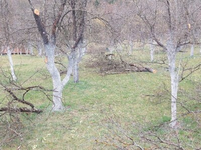 Krečenje voća Krečenje voća