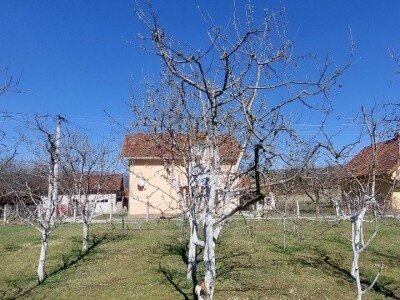 Krečenje voća Krečenje voća