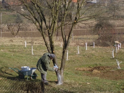 Krečenje stabala