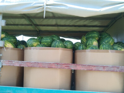 Krenula berba lubenice u dolini Neretve