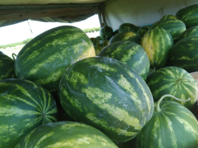 Krenula berba lubenice u dolini Neretve