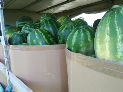 Krenula berba lubenice u dolini Neretve