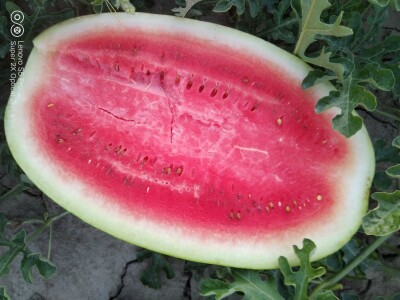 Krenula berba lubenice u dolini Neretve