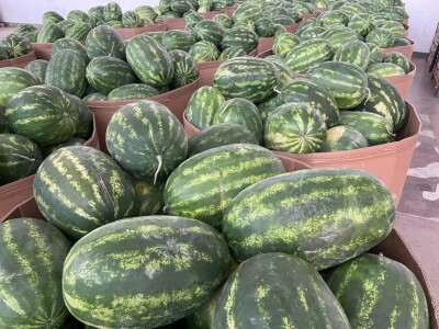 Krenula berba lubenice u dolini Neretve