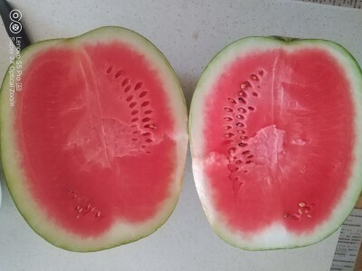 Krenula berba lubenice u dolini Neretve