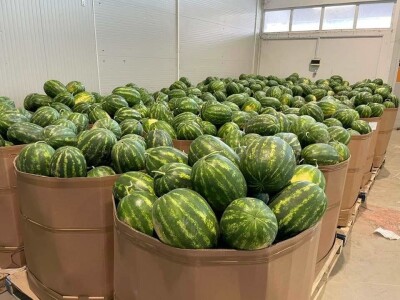 Krenula berba lubenice u dolini Neretve