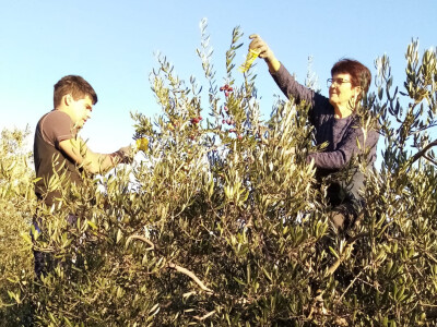 Zlatno maslinovo ulje OPG-a Ivić