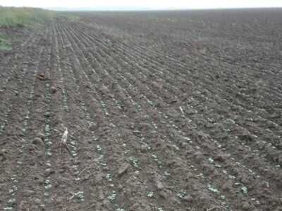 KREŠIMIR DOLENČIĆ KREŠIMIR DOLENČIĆ