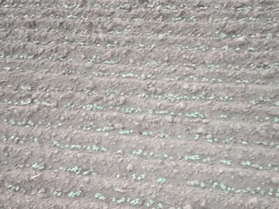 KREŠIMIR DOLENČIĆ KREŠIMIR DOLENČIĆ