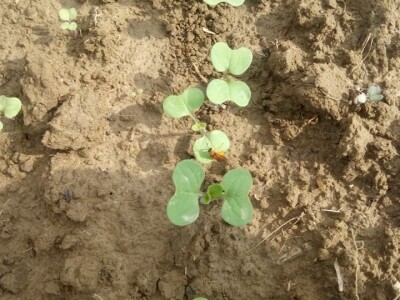 KREŠIMIR DOLENČIĆ KREŠIMIR DOLENČIĆ