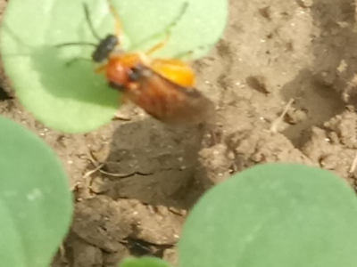 KREŠIMIR DOLENČIĆ KREŠIMIR DOLENČIĆ