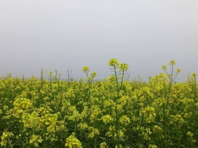 KREŠIMIR DOLENČIĆ KREŠIMIR DOLENČIĆ