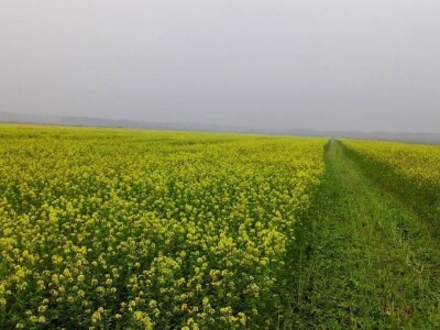 KREŠIMIR DOLENČIĆ KREŠIMIR DOLENČIĆ