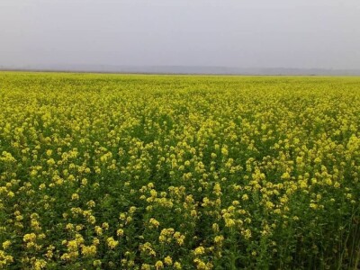 KREŠIMIR DOLENČIĆ KREŠIMIR DOLENČIĆ