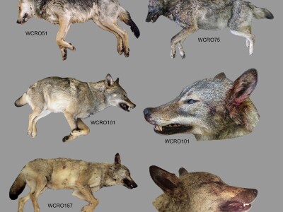 Mr. Jasna Jeremić: Od 17 križanaca vukova i pasa 16 ih je u Dalmaciji