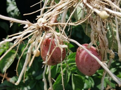 Kristijan Šajnović iz Domašinca obrađuje više od 250 hektara poljoprivrednih površina