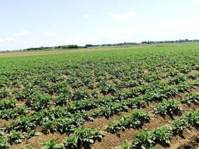Kristijan Šajnović iz Domašinca obrađuje više od 250 hektara poljoprivrednih površina
