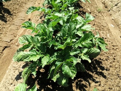 Kristijan Šajnović iz Domašinca obrađuje više od 250 hektara poljoprivrednih površina