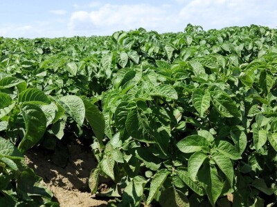 Kristijan Šajnović iz Domašinca obrađuje više od 250 hektara poljoprivrednih površina