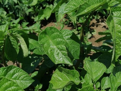 Kristijan Šajnović iz Domašinca obrađuje više od 250 hektara poljoprivrednih površina