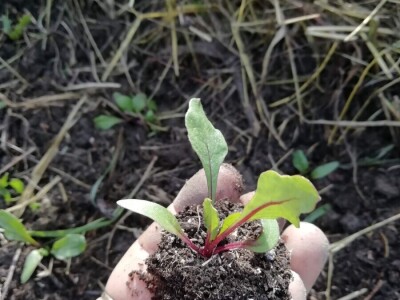 Kristina Lučić Andrijanić