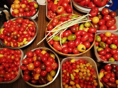 Kristina Lučić Andrijanić