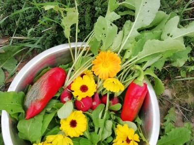 Kristina Lučić Andrijanić