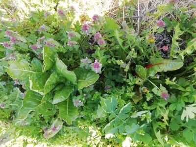 Kristina Lučić Andrijanić