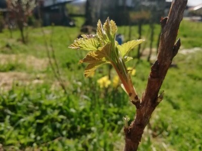 Kristina Lučić Andrijanić