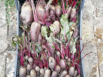 Kristina Lučić Andrijanić