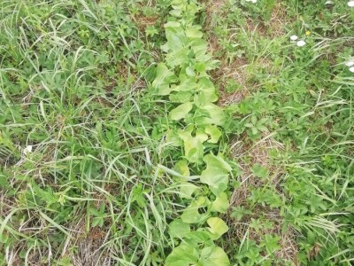 Kristina Lučić Andrijanić