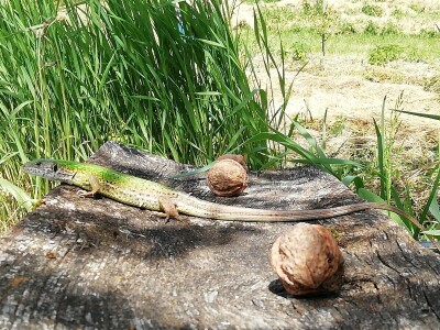 Kristina Lučić Andrijanić