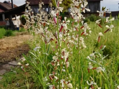 Kristina Lučić Andrijanić